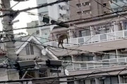【動画】品川区で電線の上を歩くお猿さんが撮影される。どこから来たんだよ？