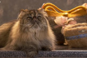ペルシャ猫の毛をハンドバッグに仕立てたペット・トリマーさん