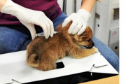 環境省「犬にマイクロチップ埋め込むの義務化な。来年から」