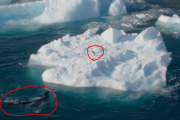 肉食アザラシに追われる子供ペンギン、その衝撃の映像がこちら 海外の反応