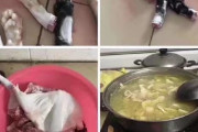 【命輝】中国人さん「豚肉高いから猫食うわ」と、猫をバラバラにしてアップ→大炎上