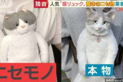【画像】話題の「猫リュック」をウッキウキで買った結果ァ！ｗｗｗｗｗｗ