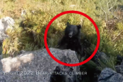 韓国人「登山中にクマに襲われた日本人の動画をご覧ください」