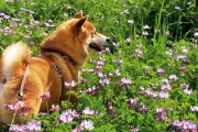 【画像】花畑に佇むイッヌ、可愛すぎるｗｗｗｗ