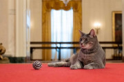 【朗報】米大統領夫妻、ホワイトハウスに猫迎える(?)