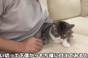【画像】もちまる、飼い主にめちゃくちゃ懐いていたｗｗｗｗｗｗｗ