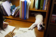 【ねこ画像】勉強妨害、床でごろごろ ほか