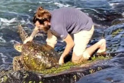 【リアル浦島太郎】ウミガメさん、岩に挟まり動けなくなったところを生物学者に助けられる（※動画あり）