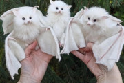 【画像】アルビノコウモリふわっふわでかわいい
