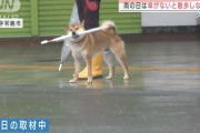 【画像】イッヌ、傘を加えてカッコつけるｗｗｗｗｗｗｗｗｗｗｗ