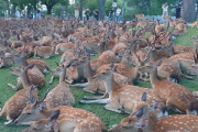 奈良の鹿がスゴイから見てくれｗｗｗｗｗ