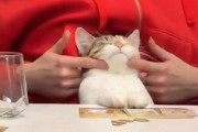 「この猫ほど幸せそうな生き物がいるだろうか…」マッサージを受けているときの表情