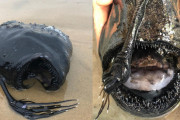 【画像あり】深海チョウチンアンコウの一種か　米カリフォルニアのビーチに奇妙な魚が打ち上げられる　アメリカ
