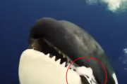これ食べて！シャチがダイバーに食べ物を分け与えようとする姿が南極でとらえられる