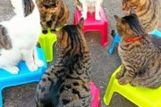 【ねこGIF】飼い主さんと一緒にお買い物する猫さん…おねだりする様子がたまりませんwww