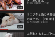 【朗報】100日後に死ぬ豚さん、やっぱり生きていた。そして視聴者を煽る