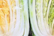 八百屋さん「白菜は○○色の物を選んでください！味も良いし、長持ちします」→知らなかったとの声多数！
