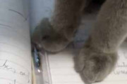【ネコ】 机の上にノートが置いてあった。私がそこにペンを置く → 猫とのたたかいが始まった…