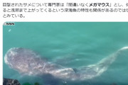 【地震前兆】幻の巨大深海サメ「メガマウス」が千葉県館山の岸壁に出現…陸からの発見は奇跡