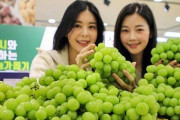 韓国シャインマスカット、価格が急激に下落してしまう　味の質も以前よりかなり落ちている模様ｗｗｗｗ