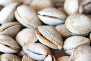 【ｵｪｪｪー】糞尿で育った韓国産アサリを熊本産と偽り3800キロを卸売業者に販売か