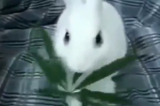大麻をウサギに摂取させる実験動画ｗｗｗ