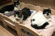 【ねこ画像】中におっさんが入ってそうな猫さん達…ポーズも表情も完璧ですwww