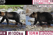 【画像】ヒグマさん、2ヶ月で100キロの激太り
