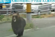 【炎上】札幌に出没した熊を追いかけ回したマスコミに批判殺到、けが人が出た原因との指摘も