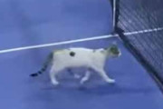 １匹の猫がテニスコートに現れた。ボールがネットの上を飛び越える → 猫はこうなる…