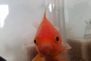 うちの金魚、かわいい（※画像あり）