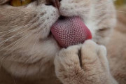 【画像】ネッコの舌が実はキモいこと、誰も知らない・・・