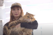 【中川翔子】　「猫111頭を助けて」　緊急動画で呼びかけ　多頭飼育崩壊現場からの猫たちを救うため「里親さん・一時預かりさん・レスキュー・ボランティア・物資支援」を募集