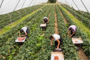 イギリス「このままだと野菜と果物が消える！収穫する外国人労働者がコロナで来れない！」