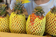 【画像】女さん「パイナップルもらった！」ﾊﾟｼｬｯwwwwwwwwwww