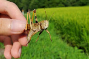 【悲報】バッタさん、捕まる（※画像あり）