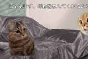 猫ミームとかいうZ世代のクソキモ文化