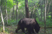 牛66頭襲ったヒグマ「OSO18」、ついに駆除か