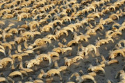 エジプトで羊の頭のミイラが大量に見つかる、お前らの想像の1000倍大量