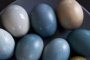 鳥の卵、色はなぜここまで多種多様なのか