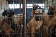 【韓国】「ソウルにイヌ200万匹放つ！」犬肉食用取引禁止で廃業危機の繁殖業者ら抗議へ　犬肉取引に関与で懲役5年または罰金5000万ウォン（約572万円）を科す刑罰