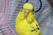 インコって可愛いよな（※画像あり）