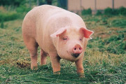 【動画】僕達がいつも食べてる、豚さんの末路ｗｗｗｗｗｗｗｗ