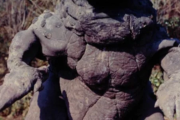 【ウルトラマン】砂地獄怪獣サイゴ、初代怪獣なのにあまり目立たないのが惜しいよな