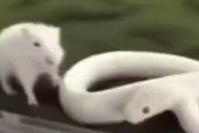 【悲報】ヘビさんネズミさんの捕食に挑戦した結果ｗｗｗｗｗｗｗｗｗｗｗ