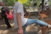 海外の反応     「ここは本当に日本なの？」奈良のシカを蹴る観光客（動画）