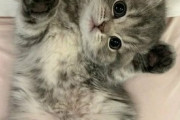 【ねこGIF】茂みに手を伸ばすとお顔を出して猫パンチしてくる子猫ちゃん達…これは連れて帰らなければwww