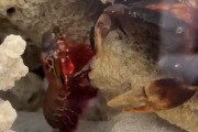 【動画】カニさん🦀、シャコさん🦐に戦いを挑んだ結果・・・