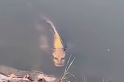 【UMA】中国の湖で「人面魚」が発見される！コイに人間の顔が...