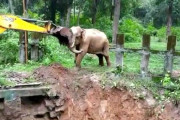 【動画】穴に落ちた象をショベルカーで救出　命の恩人だと思い象がショベルカーにお礼